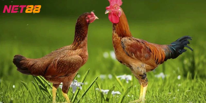 mơ thấy gà đánh con gì mơ thấy gà đánh con gì